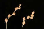 Eastern straw sedge